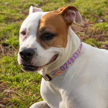 Personalizirani ovratnik za pse