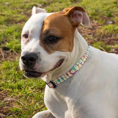 Prilagođeni povodac za pse - Višebojan s otiscima šapa