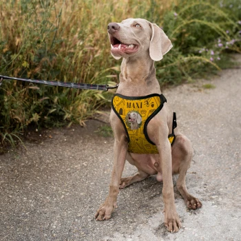 Personalizirani povodac za psa