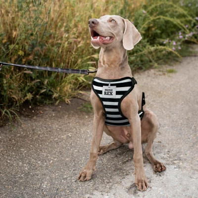 Prilagođeni pojas za psa - Zatvor