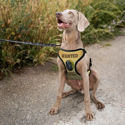 Prilagođeni pojas za psa - Wanted